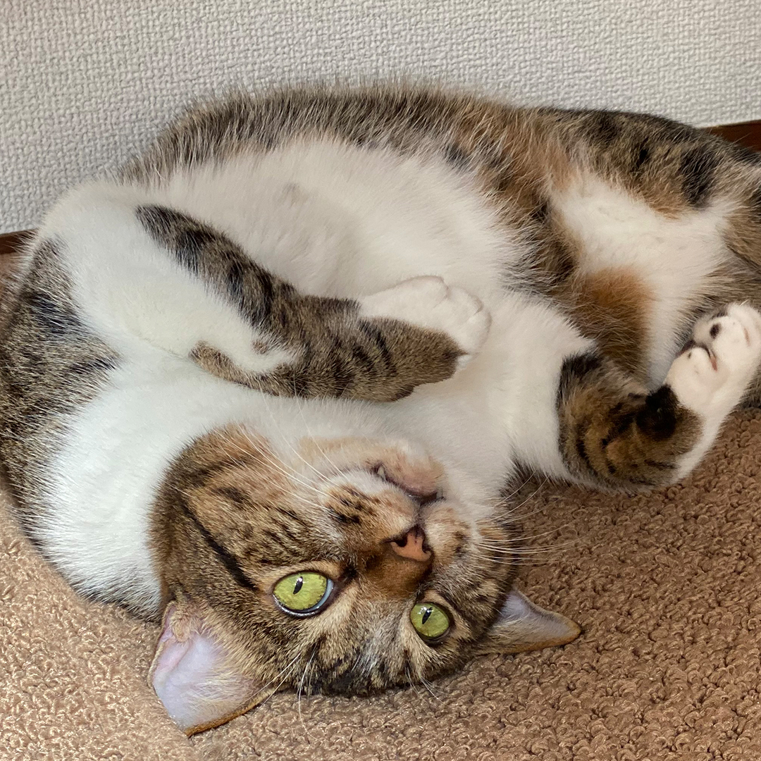 猫さんのおうちケア