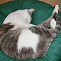 猫用大型ベッド　ふくまるベッド
