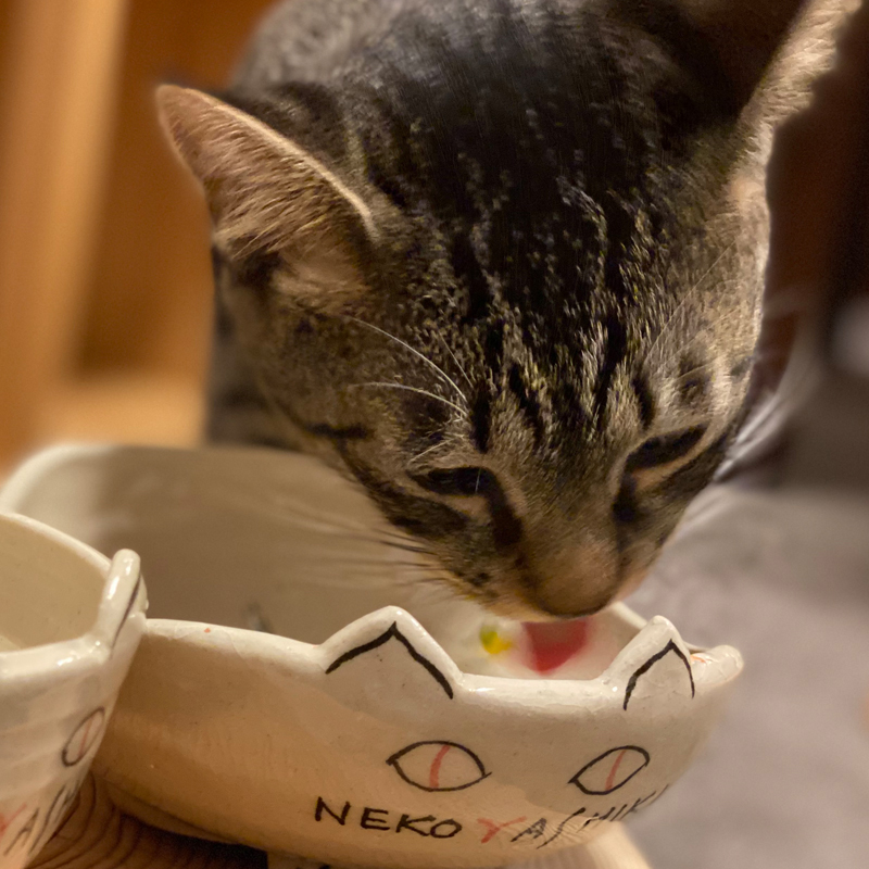 福猫日和
