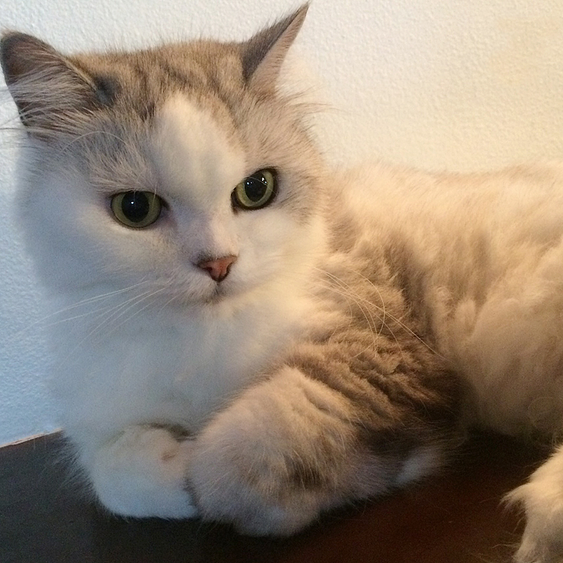福猫日和
