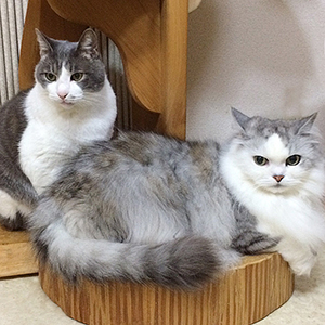 福猫本舗・福猫日和
