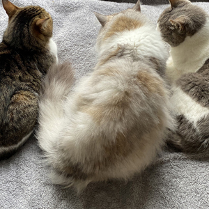 福猫本舗・福猫日和