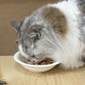 福猫本舗・福猫日和