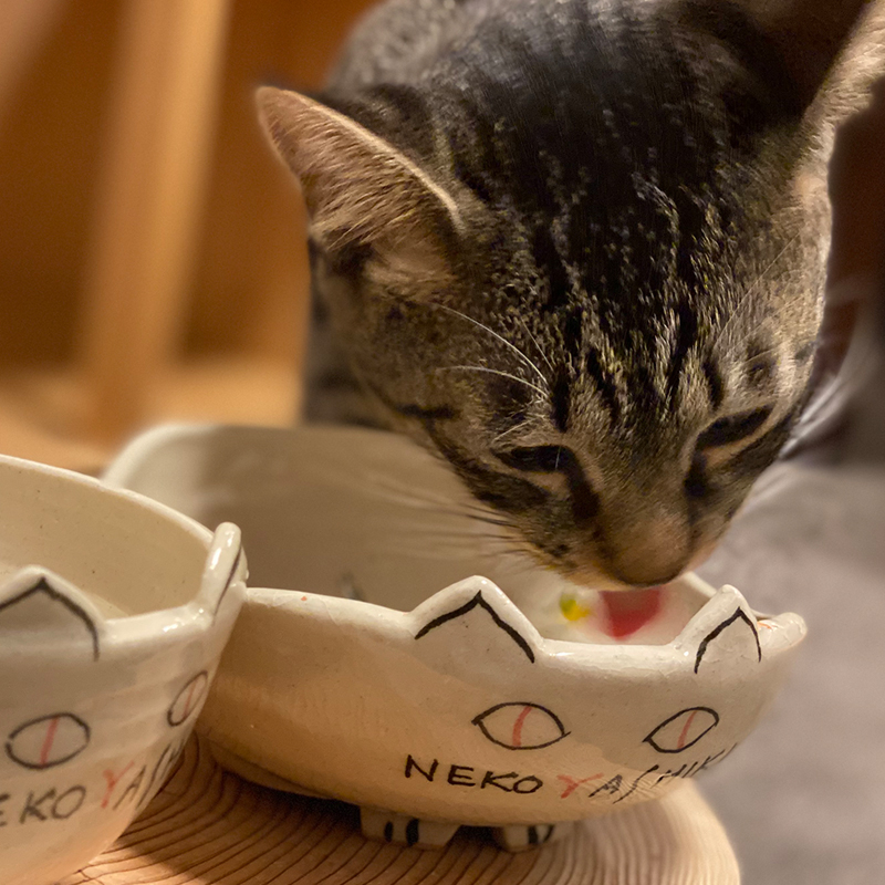 猫さんの手作りごはん