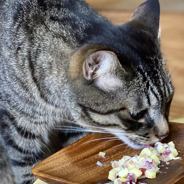 猫さんの手作りごはん