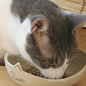 猫さんの手作りごはん