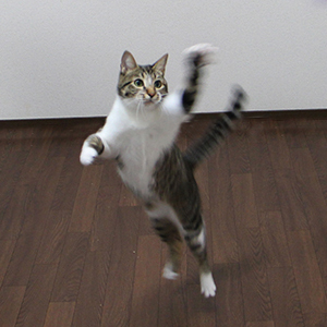 はじめての猫さん