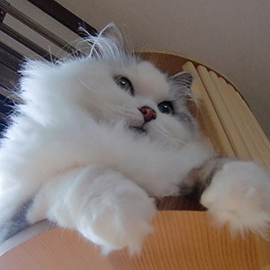 はじめての猫さん