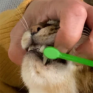 猫さんの歯磨き・口内ケア（口内除菌）