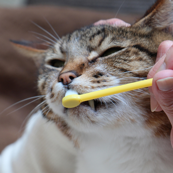 猫さんの歯磨き・口内ケア（口内除菌）