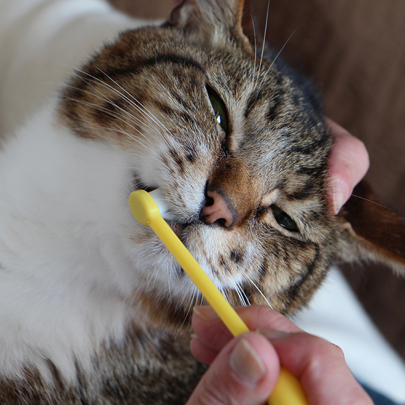 猫さんの歯磨き