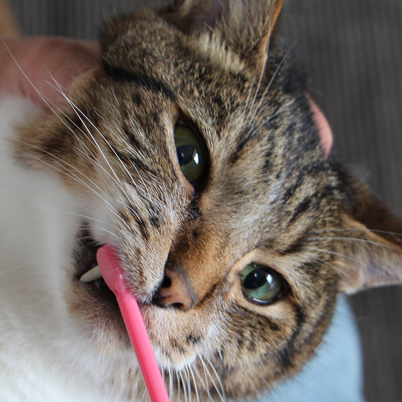 猫さんの歯磨き