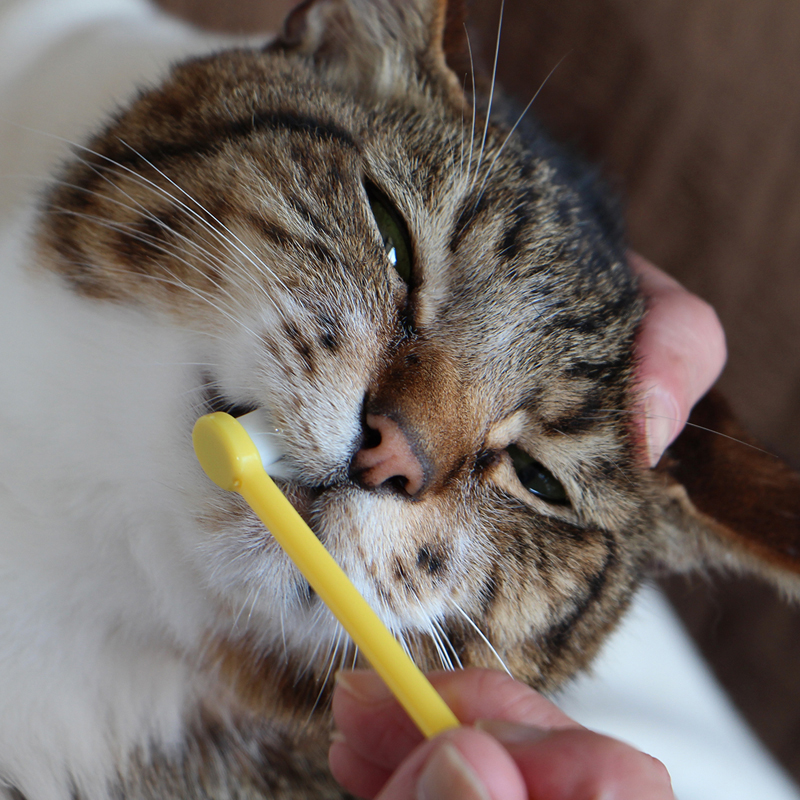猫さんの歯磨き