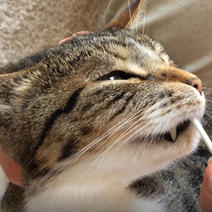 猫さんの歯磨き・口内ケア（口内除菌）
