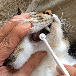 猫さんの歯磨き・口内ケア（口内除菌）