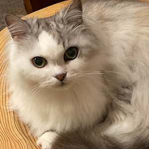 猫さんの快適な環境、しあわせな暮らし