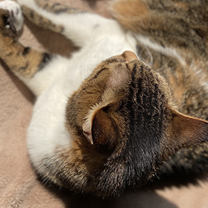 猫さんの快適な環境、しあわせな暮らし