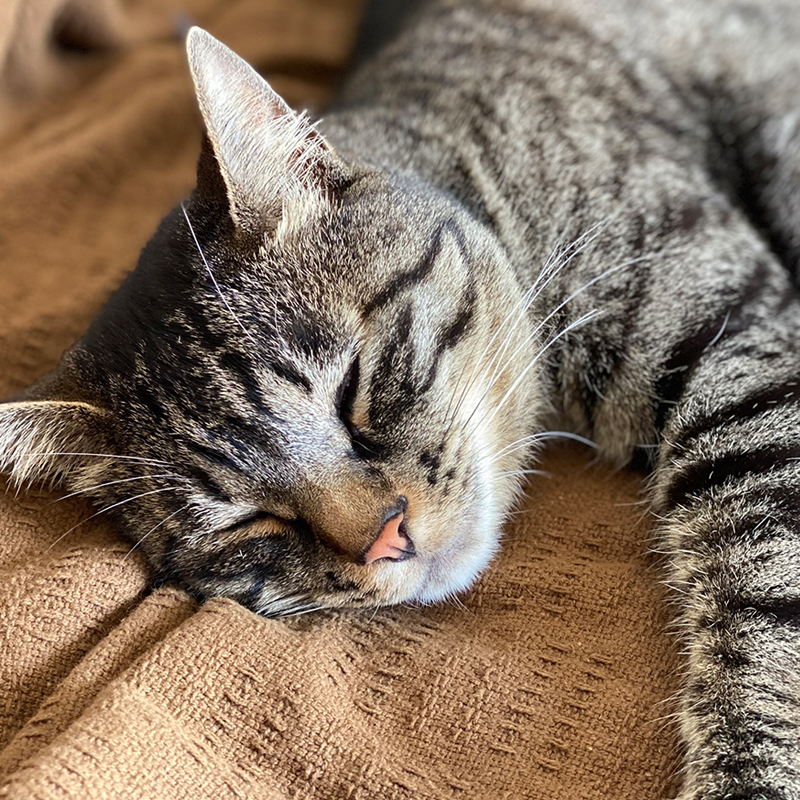 猫さんのこころ