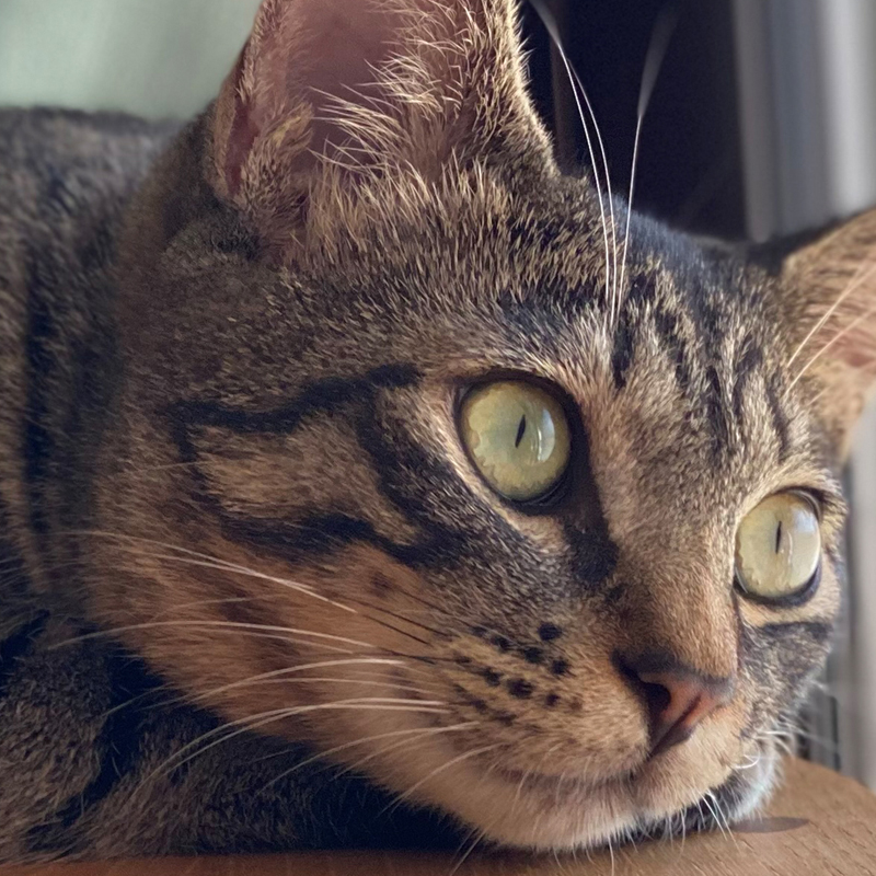 猫さんのこころ