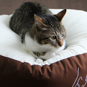 猫さんの心・猫ごころ