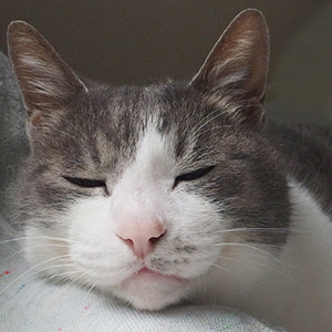 猫さんの心・猫ごころ