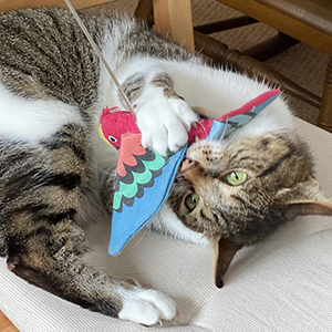 猫さんの心・猫ごころ