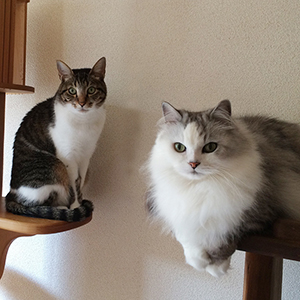 猫さんの心・猫ごころ