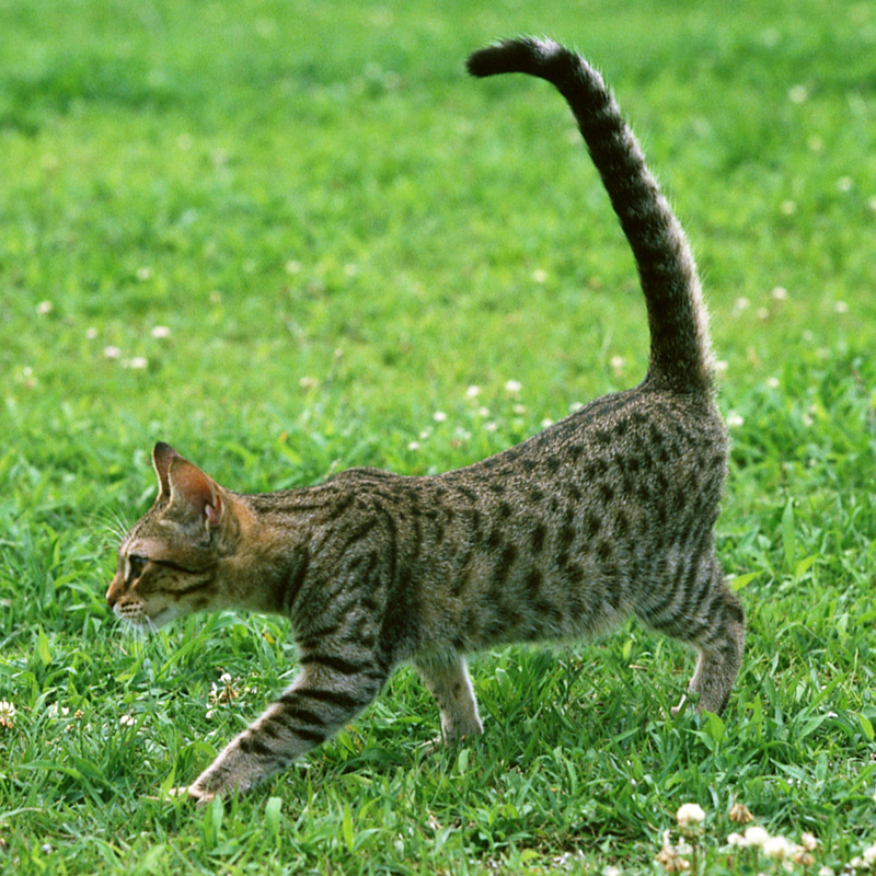 猫さんの暮らし