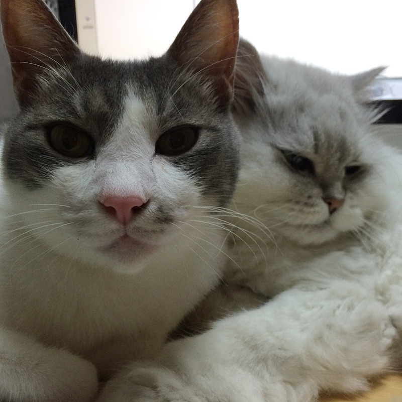 猫さんの暮らし