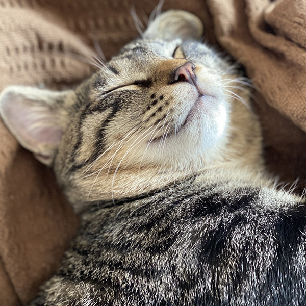 猫さんの暮らし