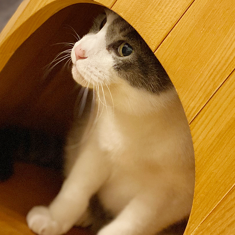 猫さんの暮らし