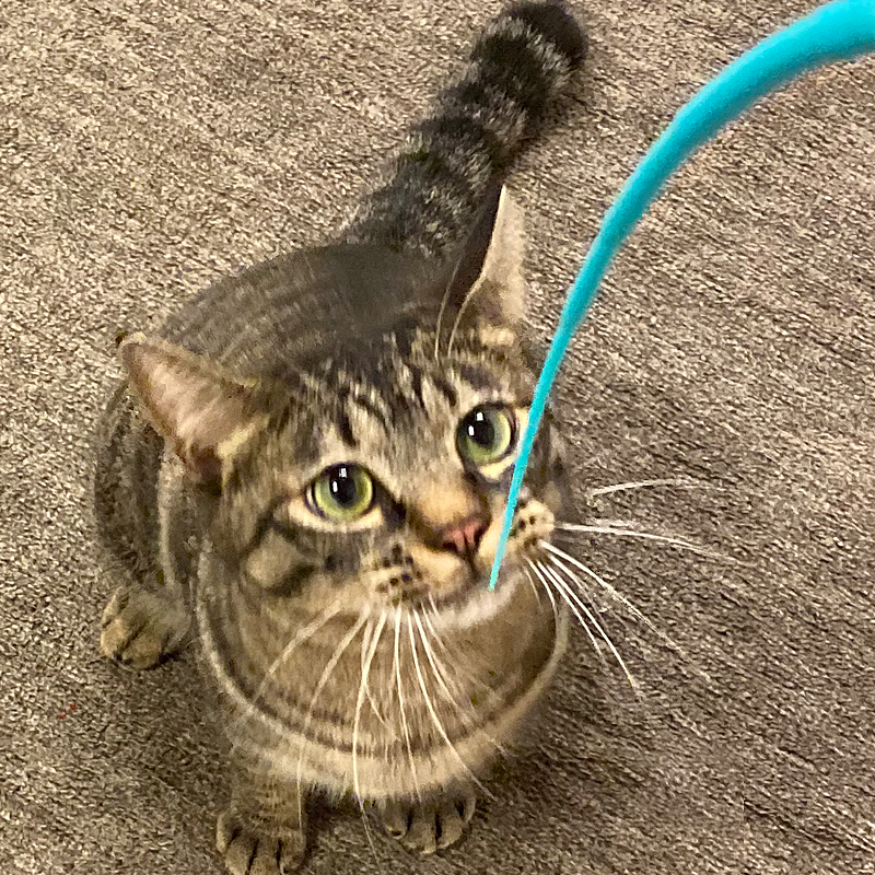 猫さんの暮らし