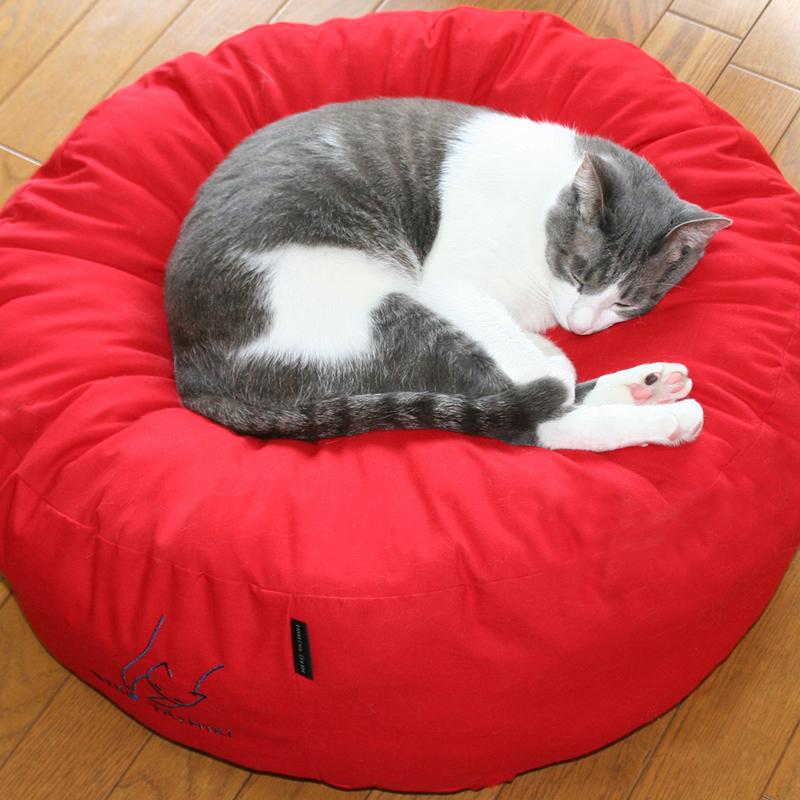 猫さんの暮らし　猫さんの寝姿は健康のバロメーター