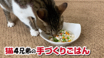 猫ごはんレシピ動画