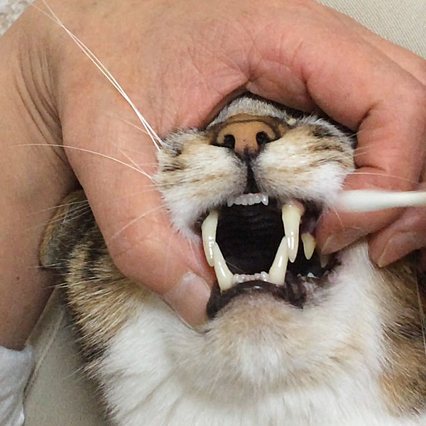 猫さんの歯磨き・口内ケア実践講座