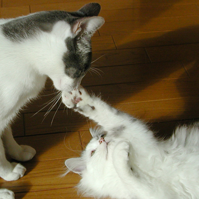 キャットシッター