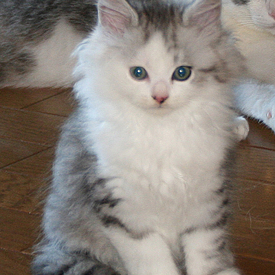 初めて迎える猫さんのための講座