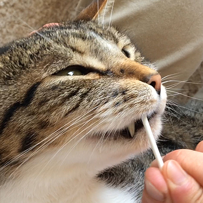 猫さんの歯磨きセミナー