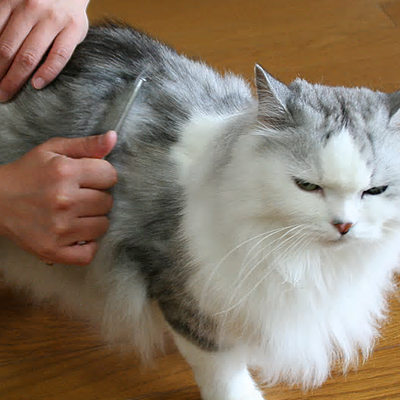 猫さんの毎日のケア講座